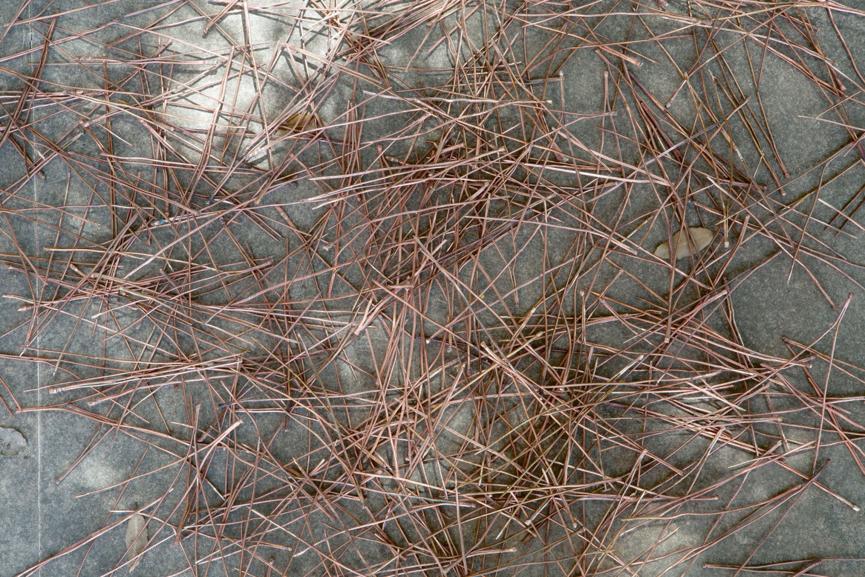Pine Needles, 2015, courtesy The Museum of Fine Arts, Houston, museum purchase funded by Chris Urbanczyk, with matching funds from Chevron, and by the Museum Collectors, photo: Caline Aoun