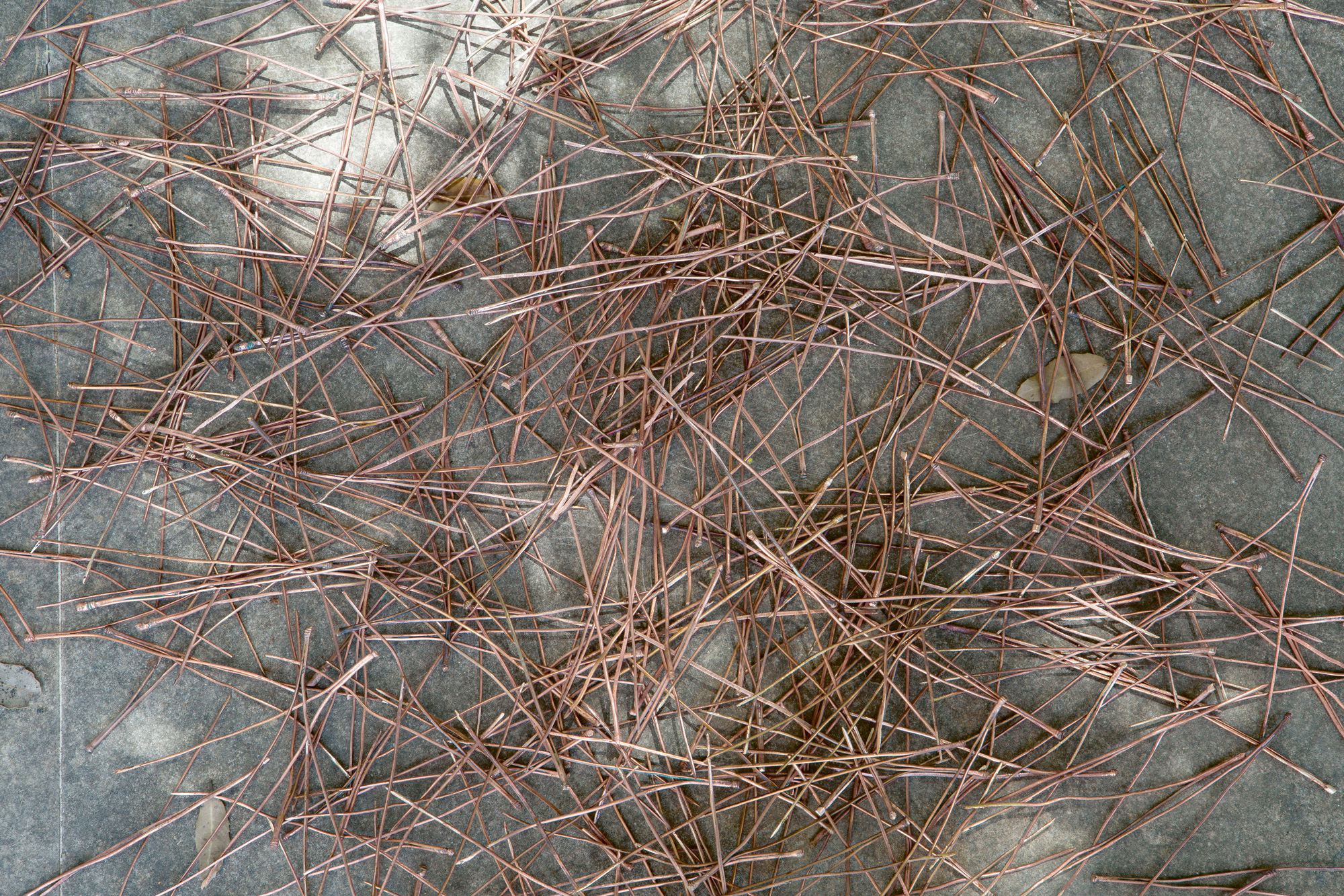 Pine Needles, 2015, courtesy The Museum of Fine Arts, Houston, museum purchase funded by Chris Urbanczyk, with matching funds from Chevron, and by the Museum Collectors, photo: Caline Aoun