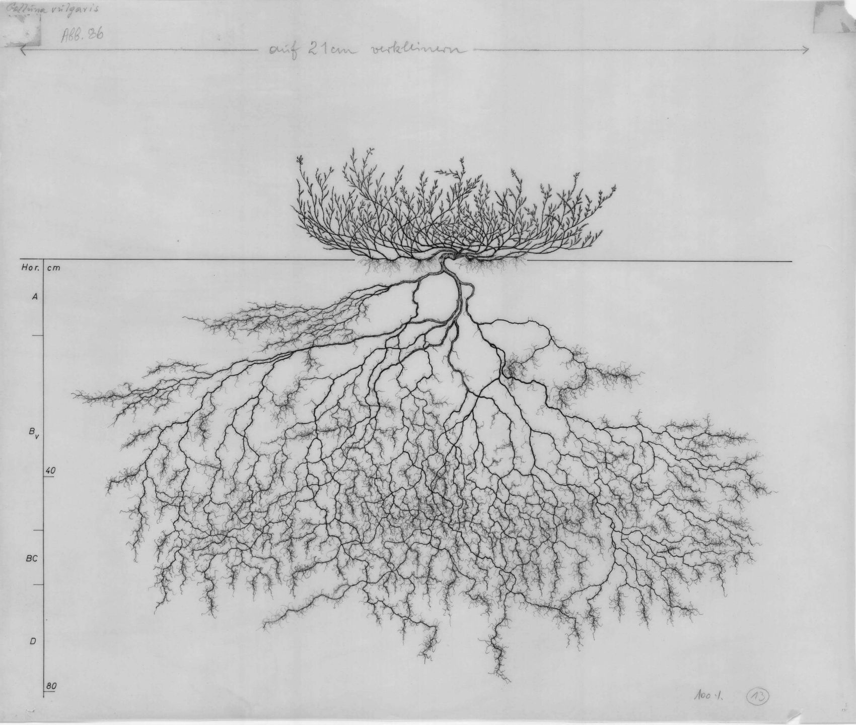 Calluna vulgarisKutschera, L., Lichtenegger, E., Wurzelatlas mitteleuropaeischer Gruenlandpflanzen,  Band 2 / 1: Pteridophyta und Dicotyledoneae, Stuttgart / Jena / New York, Gustav Fischer Verlag, 1992, S. 851
